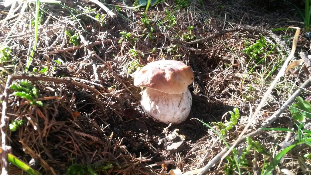 Lo Ni Di Candolle Gignod Εξωτερικό φωτογραφία